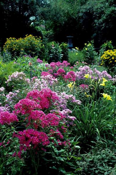 Phlox paniculata