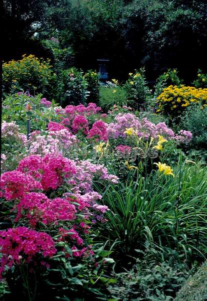 Phlox paniculata