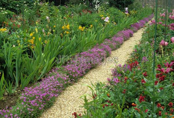 Aubretia x cultorum