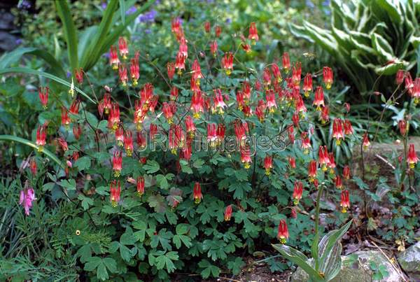 Aquilegia canadensis