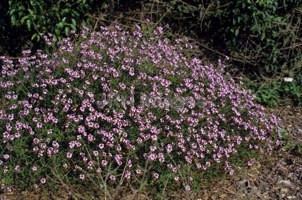 Abronia species