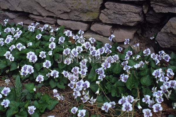 Viola odorata