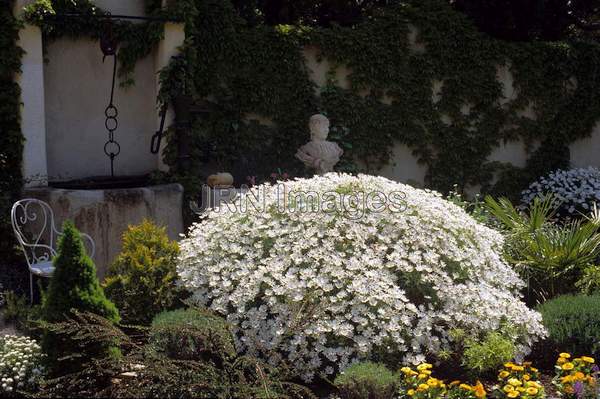 Chrysanethemum frutescens