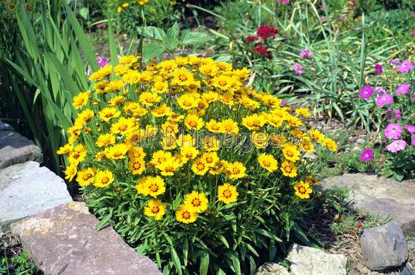 Coreopsis lanceolata