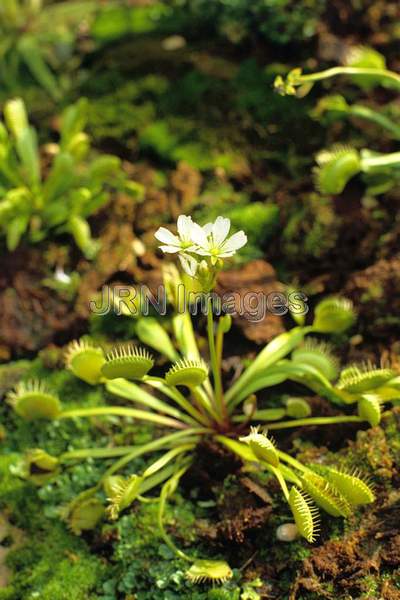 Dionaea muscipula