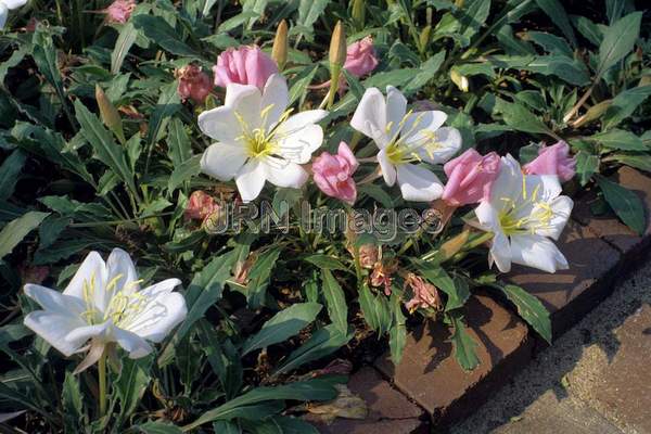 Oenothera caespitosa