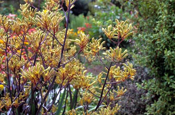 Anigozanthos flavidus