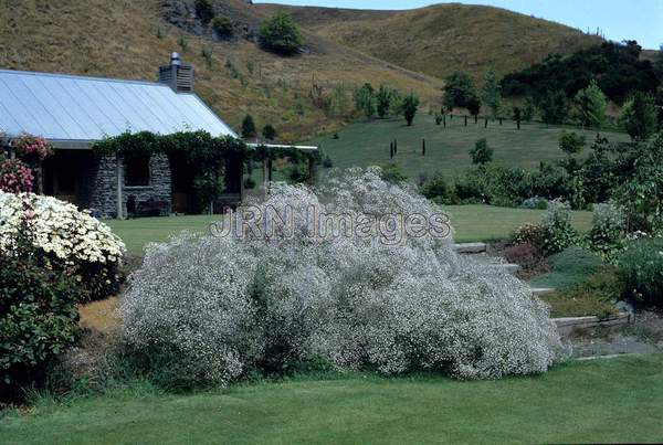 Gypsophila paniculata