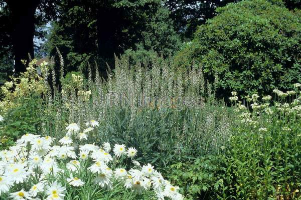 Lysimachia ephemerum