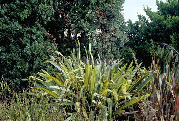 Phormium williamsii 'Variegatus'