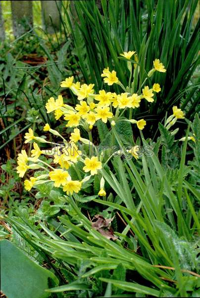 Primula veris