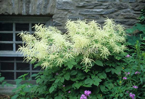 Aruncus dioicus