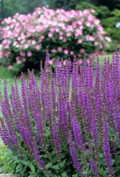 Salvia nemerosa