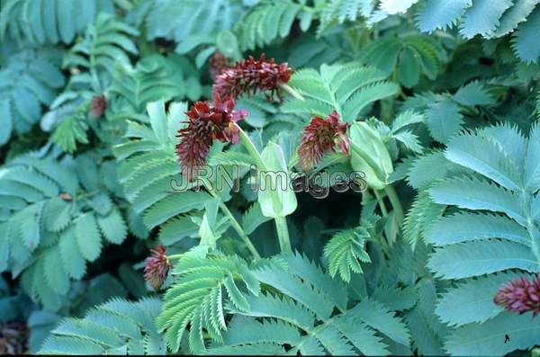 Melianthus major