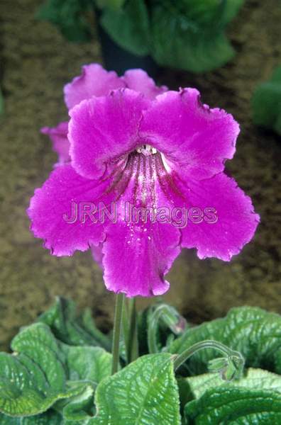 Streptocarpus gigantea