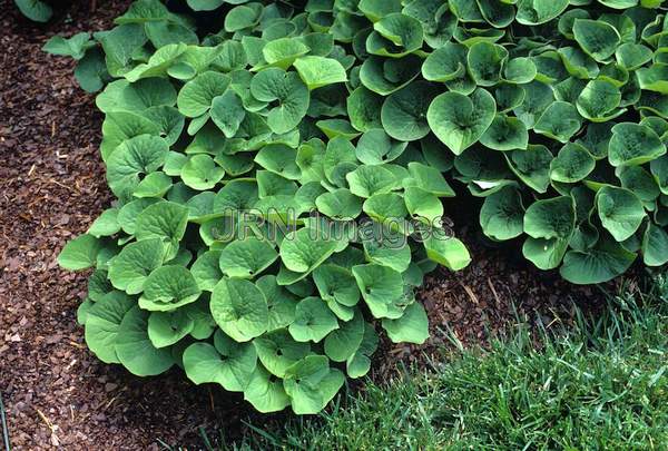 Asarum canadensis