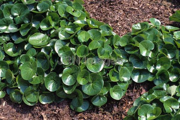 Asarum europaenum