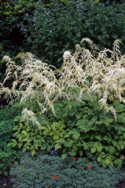 Astilbe 'Professor Van der Weiller'