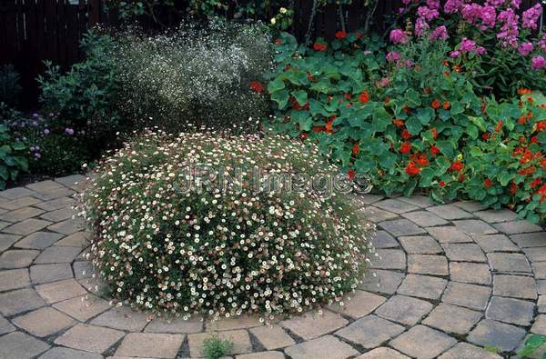 Erigeron karvinskianus