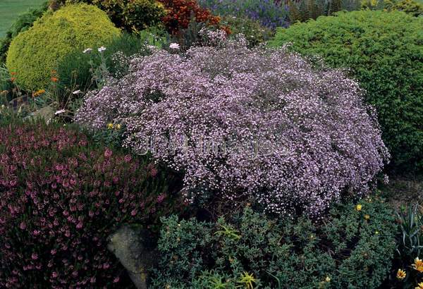 Gypsophila paniculata