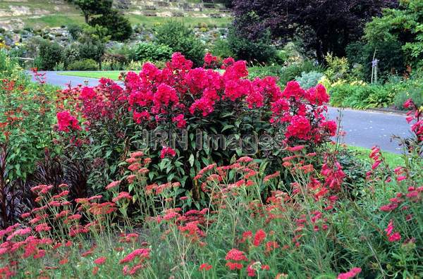 Phlox paniculata 'Starfire'