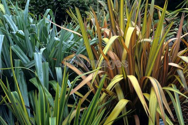 Phormium tenax