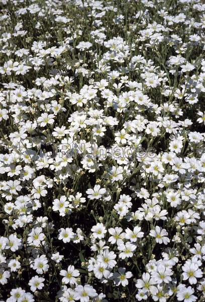 Cerastium tomentosum