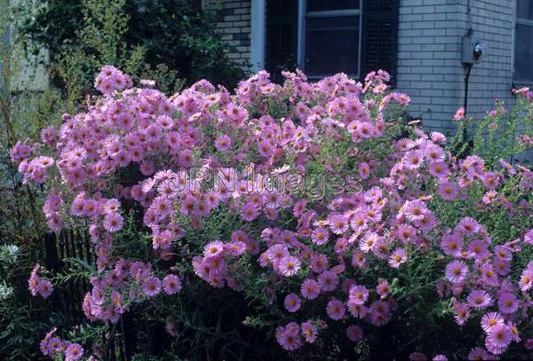 Aster novae-angliae 'Harrington's Pink'