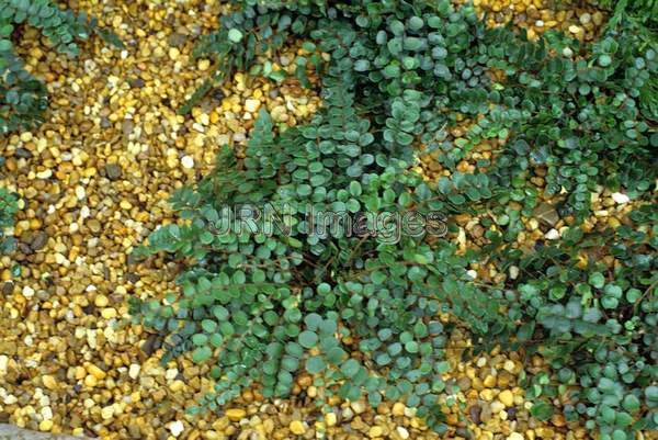 Asplenium bulbiferum