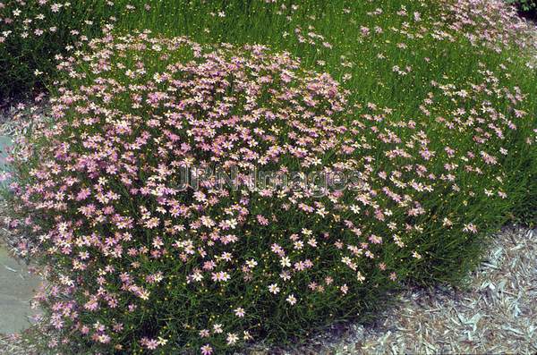 Coreopsis rosea