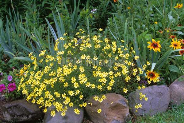 Coreopsis verticillata 'Moonbeam'