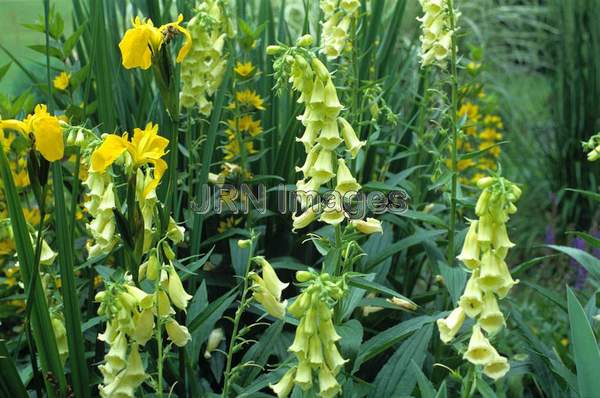 Digitalis grandiflora