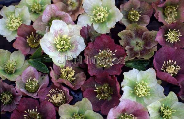 Helleborus orientalis