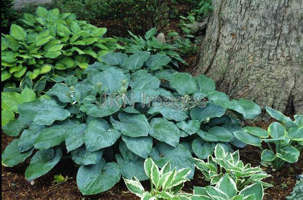 Hosta sieboldiana