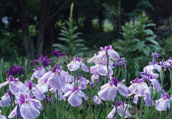 Iris ensata