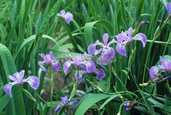 Iris versicolor