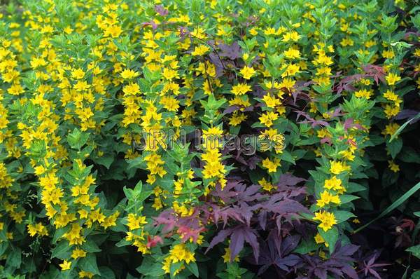 Lysimachia punctata