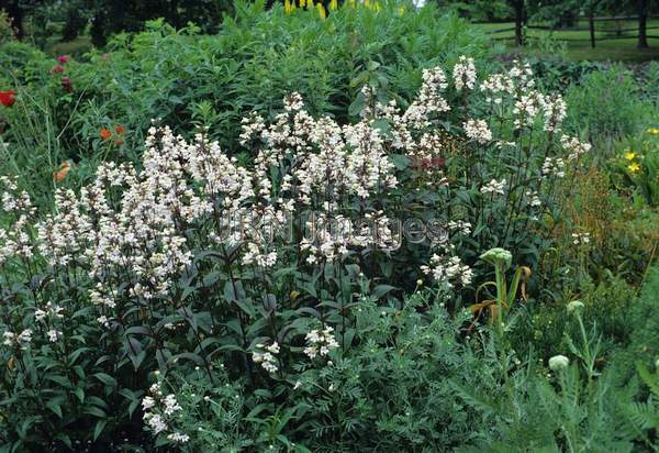 Penstemon digitalis 'Husker Red'