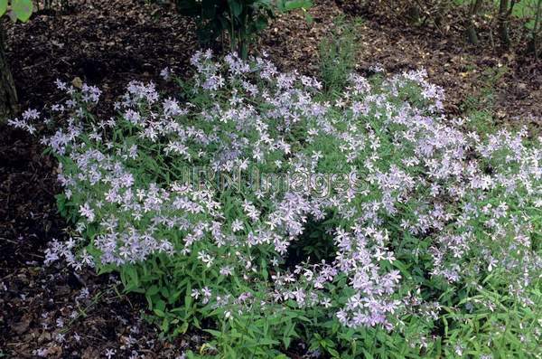 Phlox divaricata