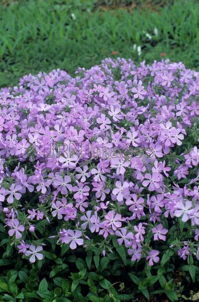 Phlox stolonifera