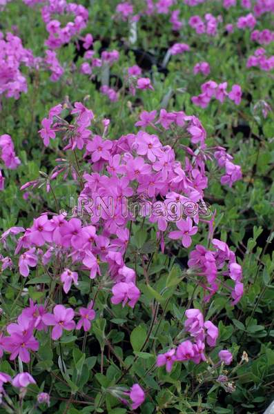 Phlox stolonifera 'Rosea'