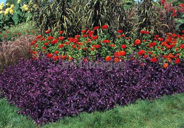 Tradescantia pallida 'Purple Heart'