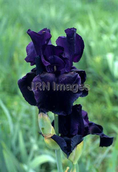 Iris x germanica 'Congo'