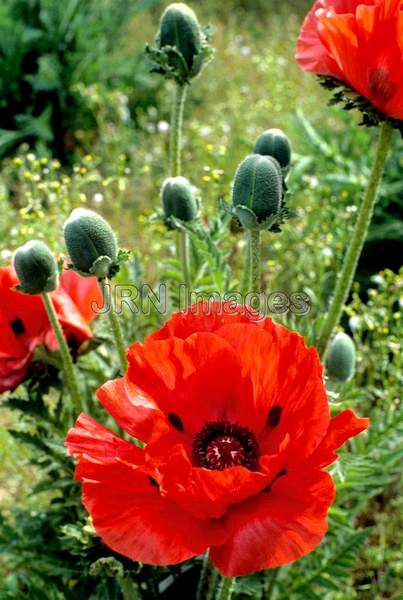 Papaver orientale