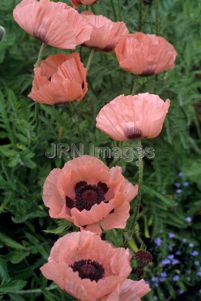 Papaver orientale 'Cedric Morris'