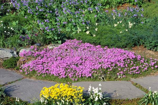 Phlox subulata