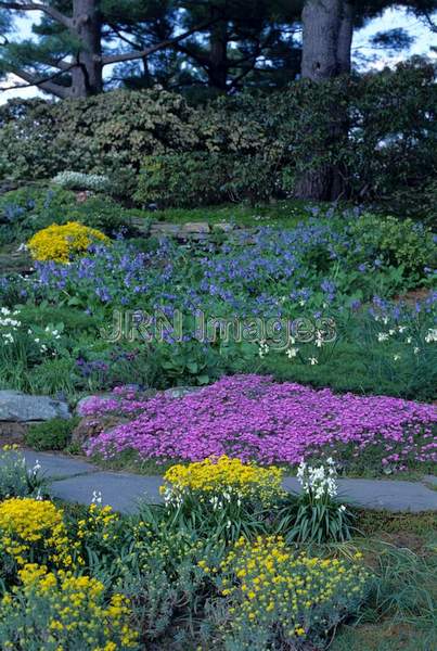 Phlox subulata