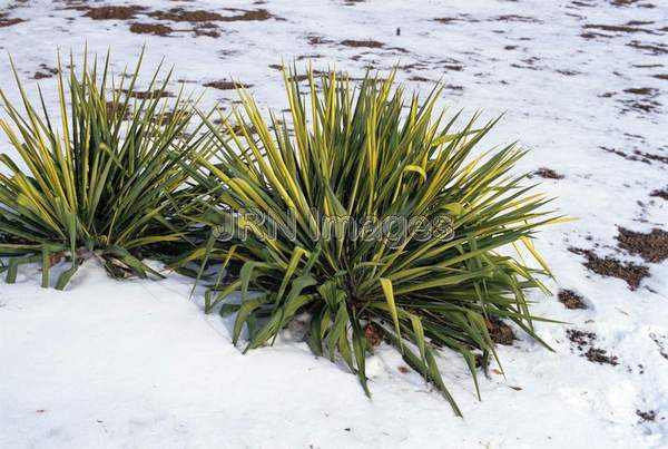 Yucca filomentosa 'Aurea'