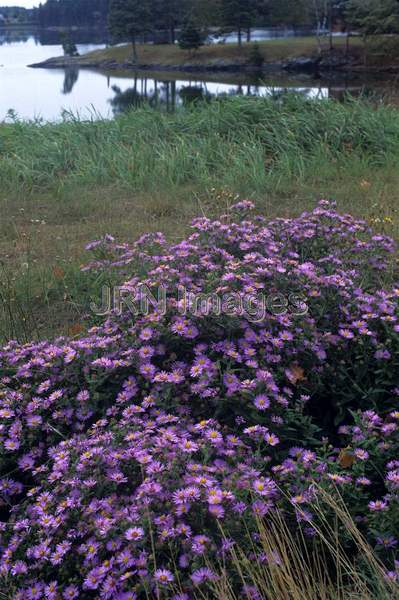 Aster novae-angliae