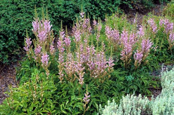 Astilbe chinensis